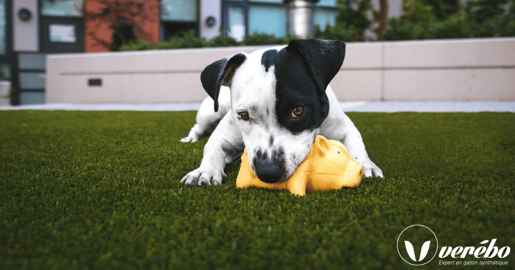 Comment nettoyer l'urine de votre chien sur du gazon synthétique ?